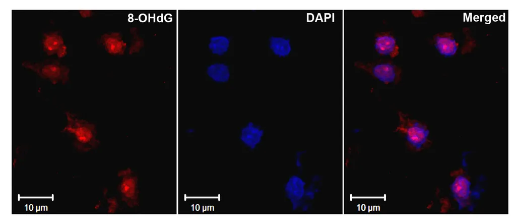 DNA/RNA Damage Antibody: APC - image 4