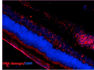 DNA/RNA Damage Antibody: APC - image 1