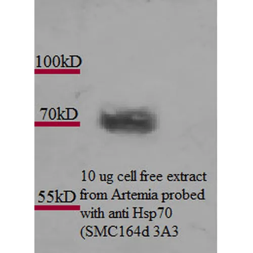 HSP70 Antibody - image 2