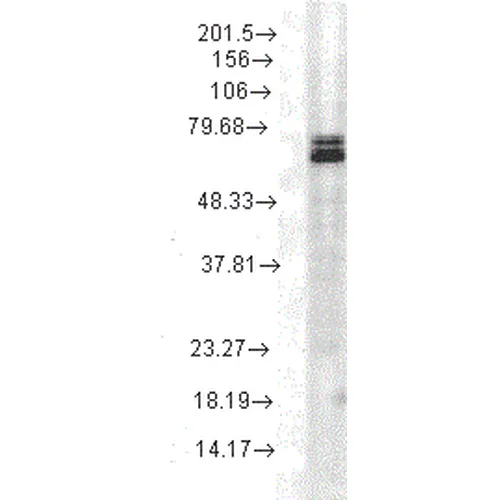 HSP70 Antibody - image 3