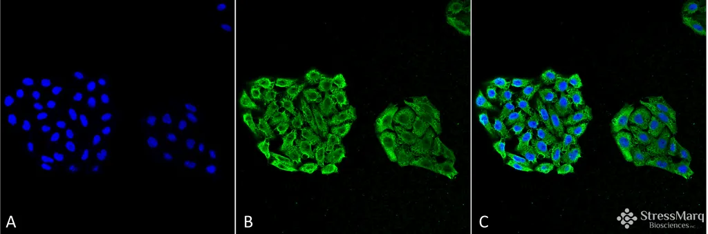 HSP70 Antibody - image 1
