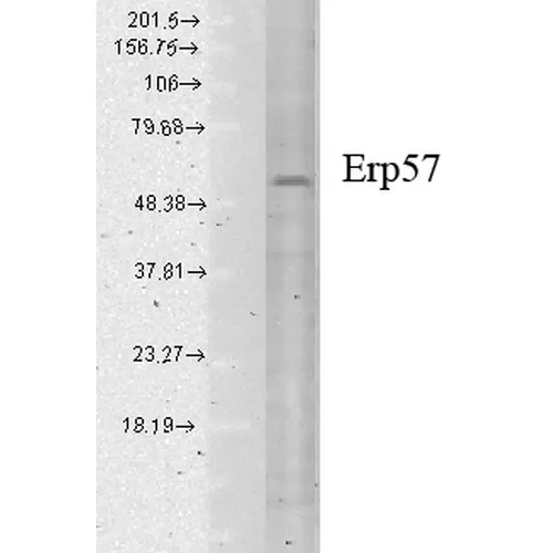 ERp57 (GRP58) Antibody - image 3