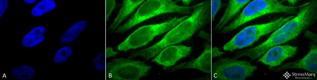 ERp57 (GRP58) Antibody - image 1