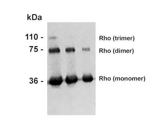 Rhodopsin Antibody - image 2