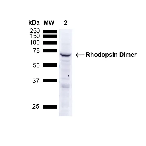 Rhodopsin Antibody - image 3