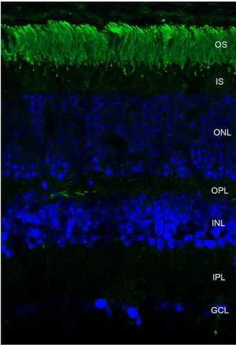 Rhodopsin Antibody - image 1