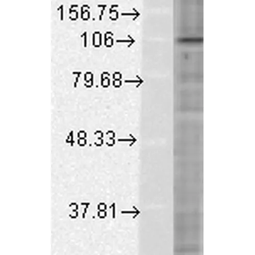 HIF1 alpha Antibody - image 2