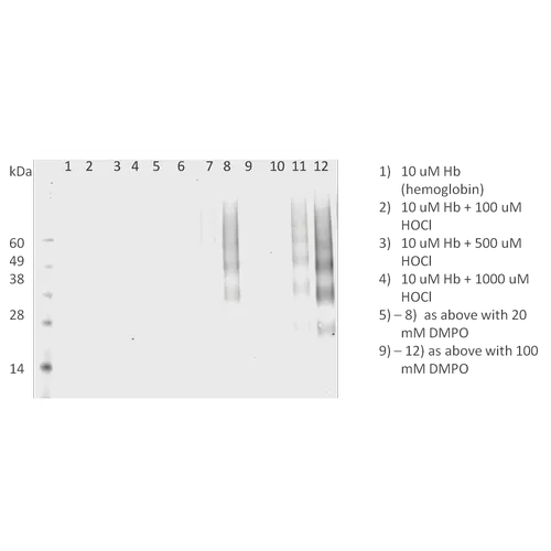 DMPO Antibody: RPE - image 2
