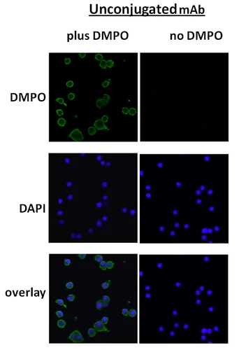 DMPO Antibody: RPE - image 1