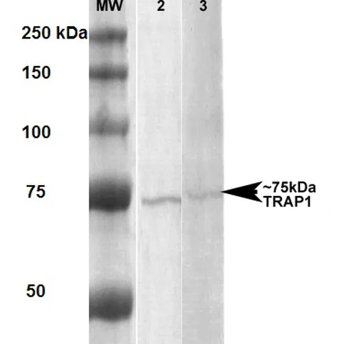 Trap1 Antibody - image 2