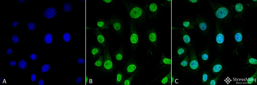 Trap1 Antibody - image 1