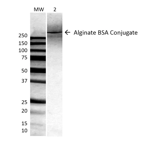 Alginate Antibody - image 2