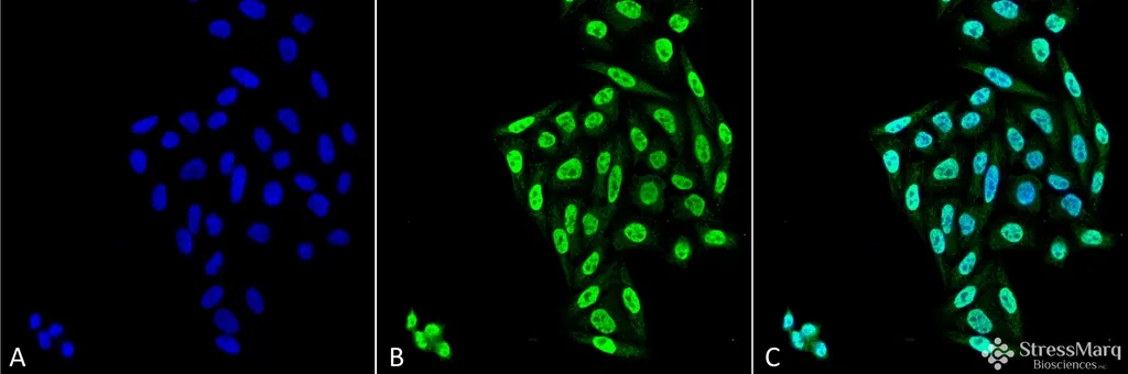 PP5 Antibody - image 2