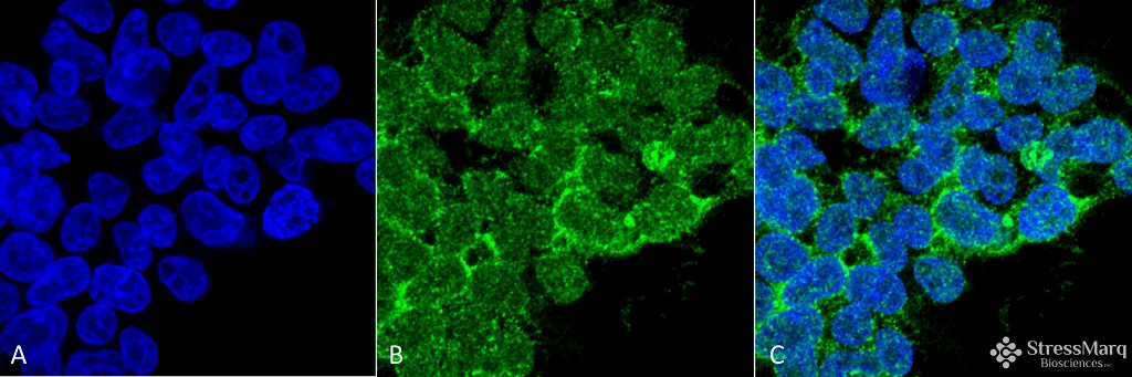PP5 Antibody - image 1