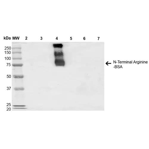 N-terminal Arginylation Antibody: FITC - image 1