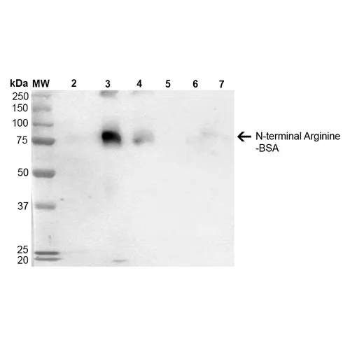 N-terminal Arginylation Antibody: APC - image 1