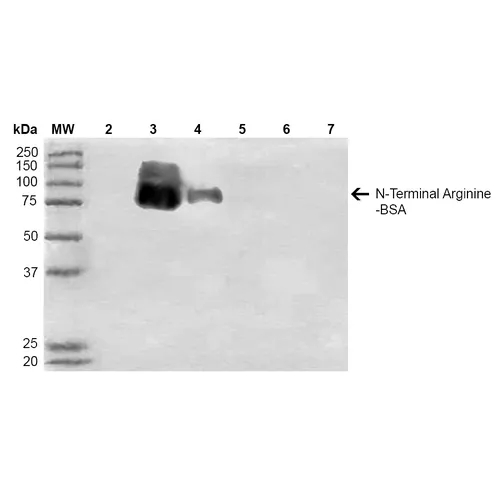 N-terminal Arginylation Antibody: PerCP - image 1