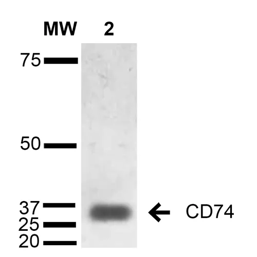 CD74 Antibody - image 2