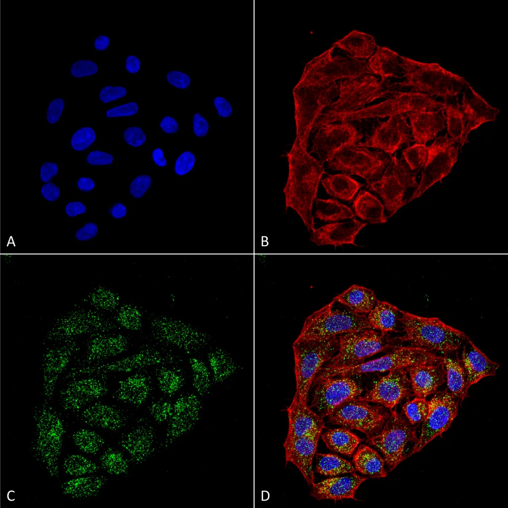 CD74 Antibody - image 1