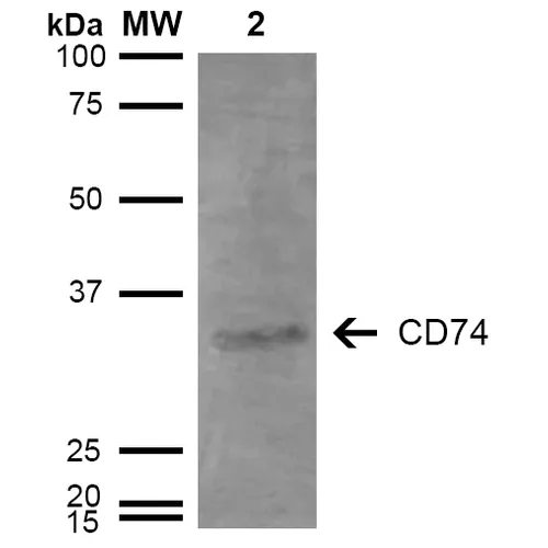 CD74 Antibody - image 2