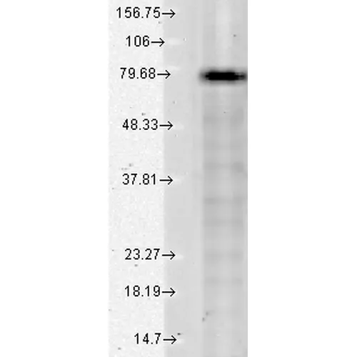 KCNQ1 Antibody: APC - image 3