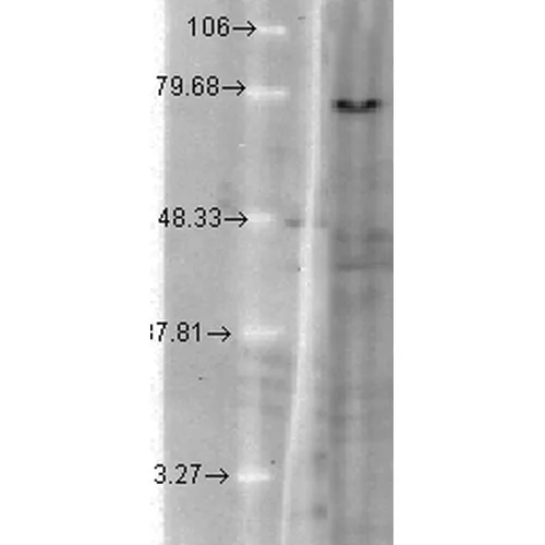KCNQ1 Antibody: APC - image 5