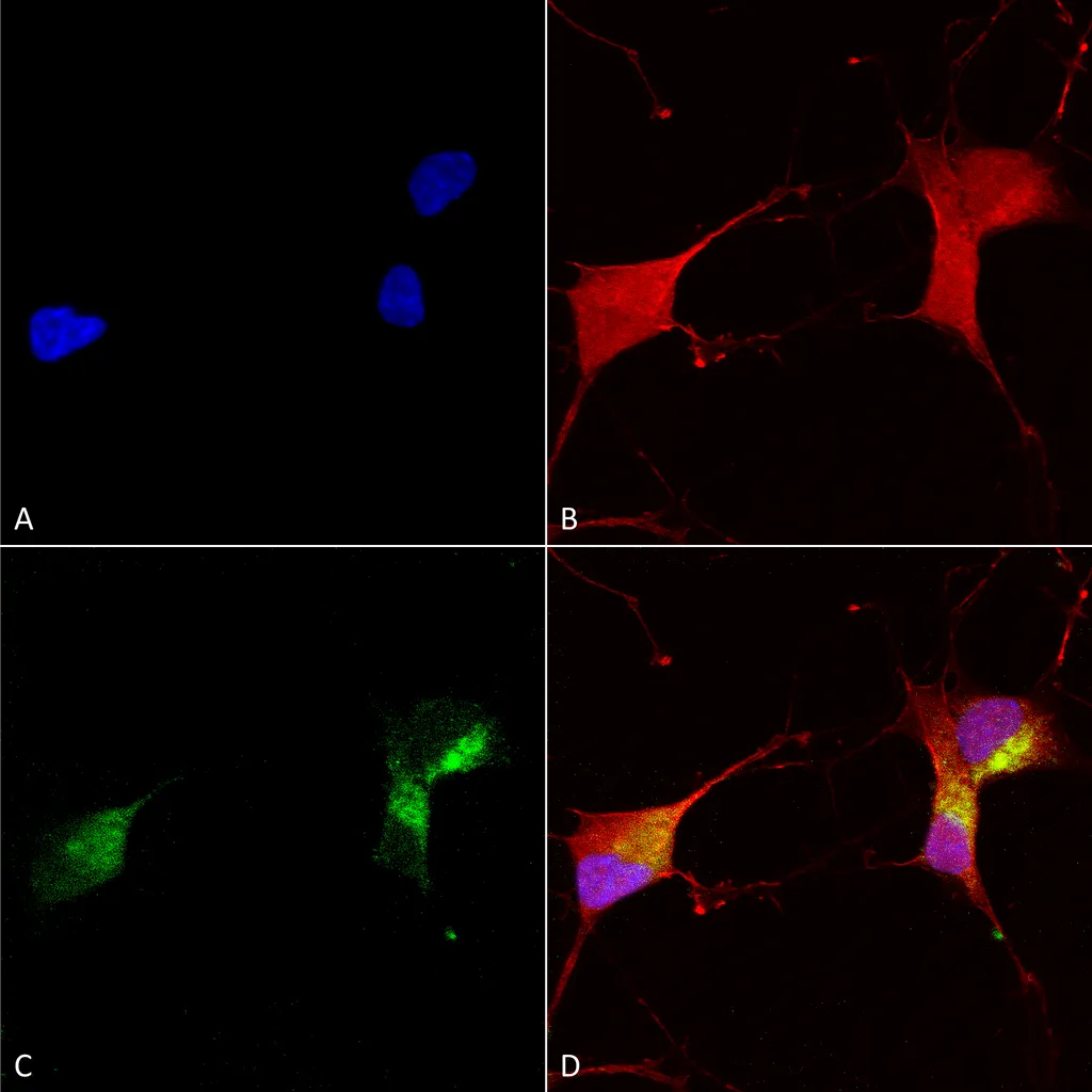 KCNQ1 Antibody: APC - image 1