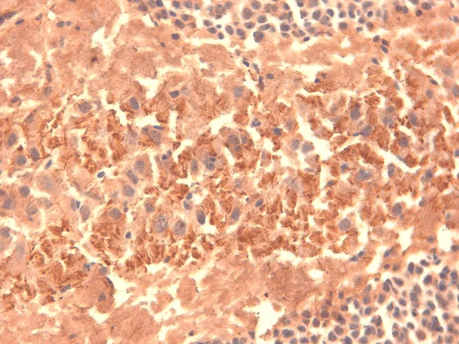 HCN4 Antibody - image 2