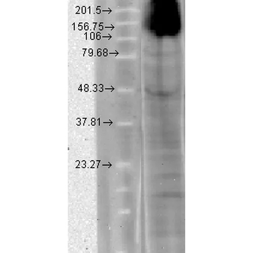HCN4 Antibody - image 3