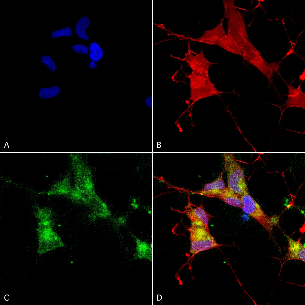 HCN4 Antibody - image 1