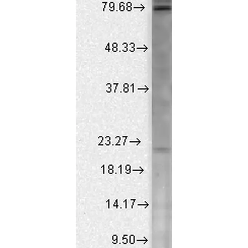 Cav beta 2 Antibody: PerCP - image 3