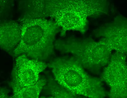 Cav beta 2 Antibody: PerCP - image 4
