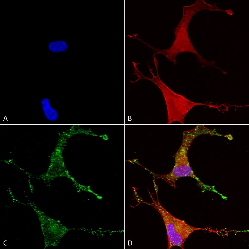 Cav beta 2 Antibody: PerCP - image 1