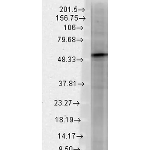 GABA-A Receptor Beta 3 Antibody: PerCP - image 3