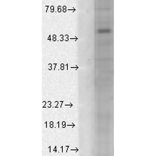 GABA-A Receptor Alpha-1 Antibody: PerCP - image 3