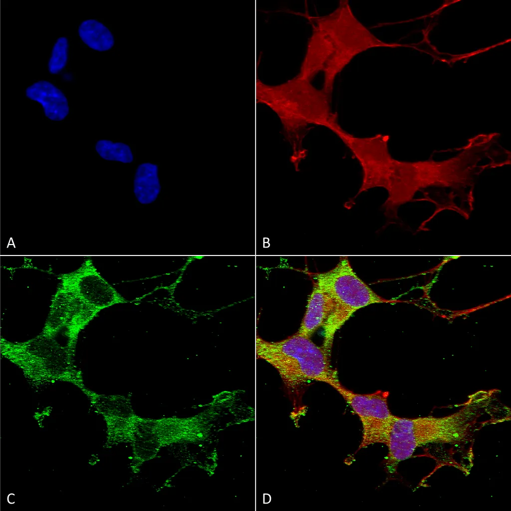GABA-A Receptor Alpha-1 Antibody: PerCP - image 1