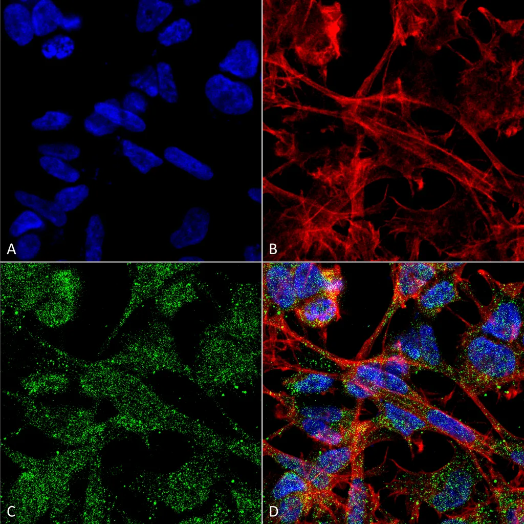 KCC2 Antibody: RPE - image 2