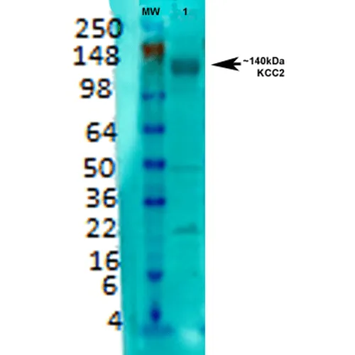 KCC2 Antibody: RPE - image 3