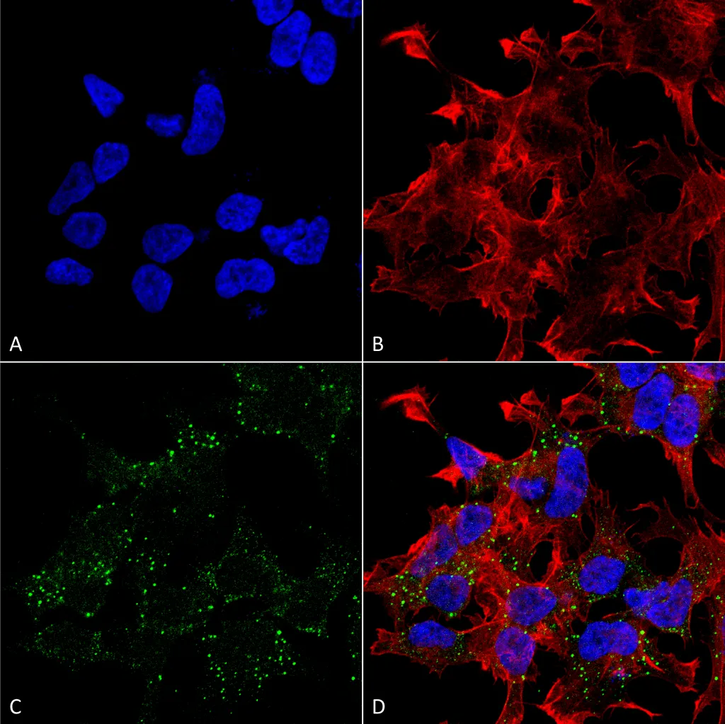 VGLUT3 Antibody - image 2