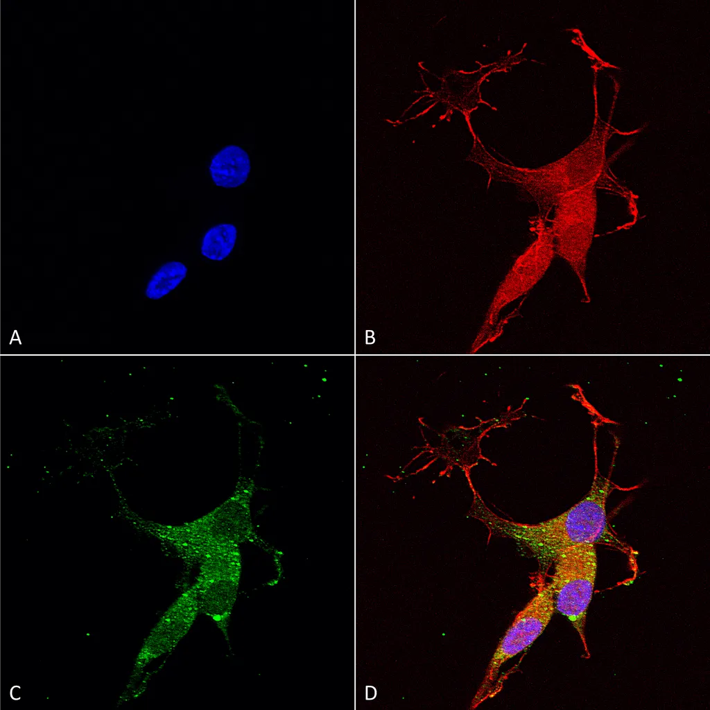 VGLUT3 Antibody - image 1