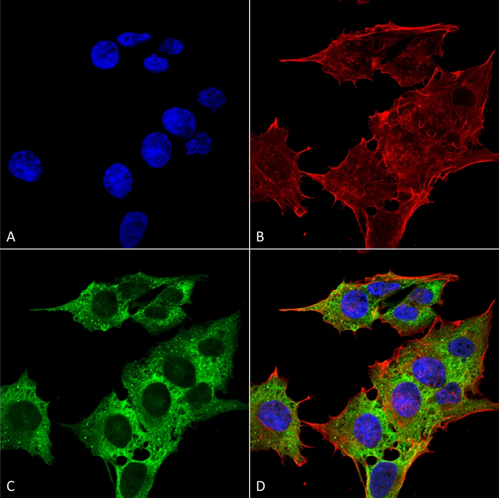 EAAC1 Antibody - image 2