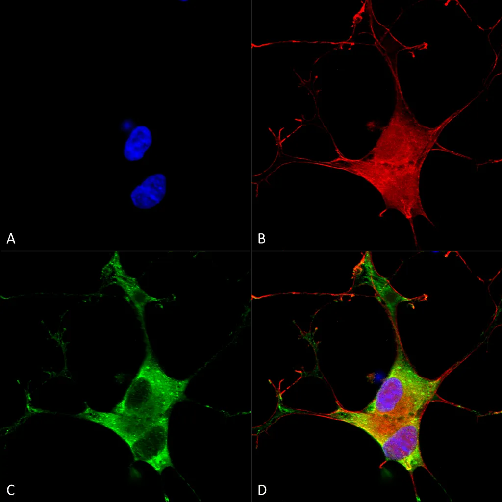 EAAC1 Antibody - image 1