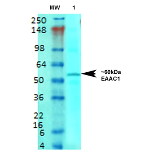 EAAC1 Antibody - image 3