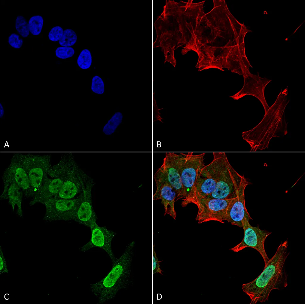 mGluR1/5 Antibody - image 2