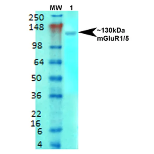 mGluR1/5 Antibody - image 3