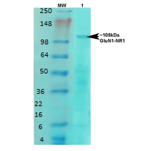 GluN1/NR1 Antibody - image 2