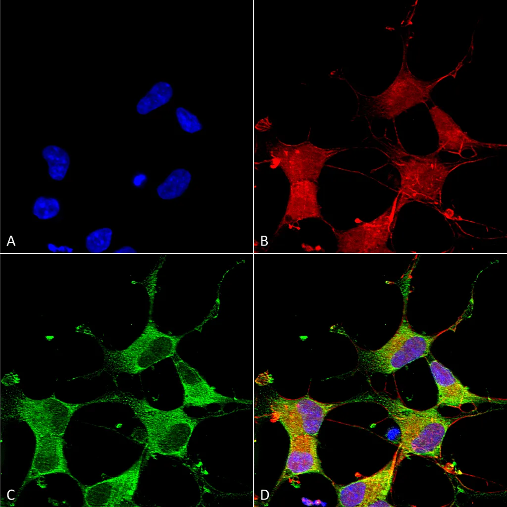 GIT1 Antibody: FITC - image 1