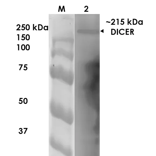 Dicer Antibody: HRP - image 2