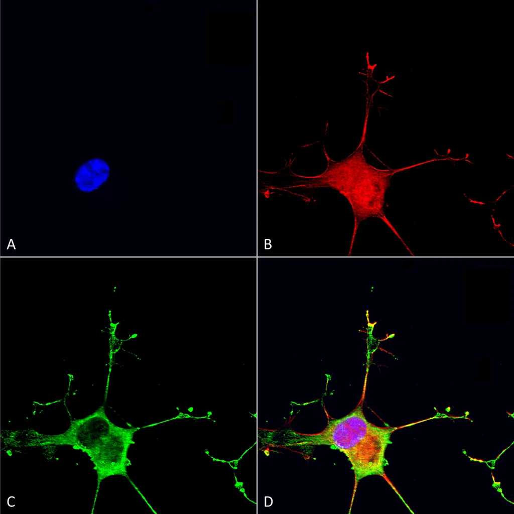 Dicer Antibody: HRP - image 1