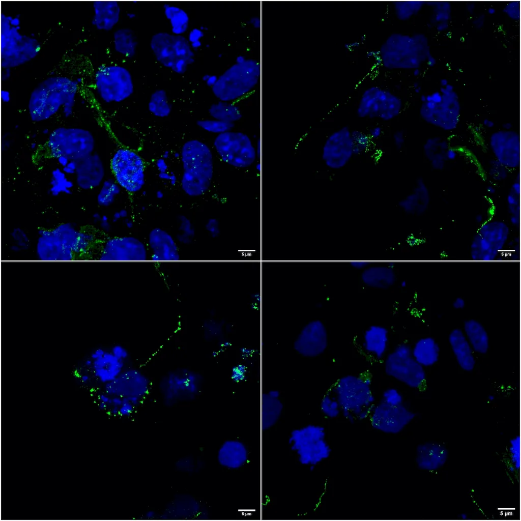 LRP4 (Extracellular) Antibody: APC - image 2